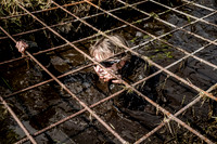 Born Survivor